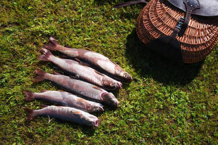 Fishing on lenok fish (Brachymystax) in Mongolia