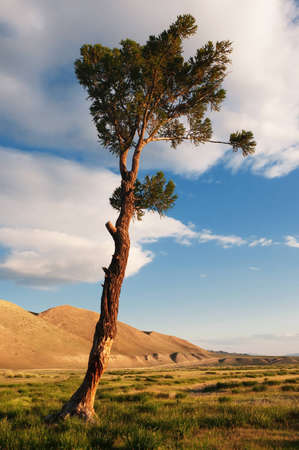 Lone old pine tree in Mongolian desert mountainsの写真素材