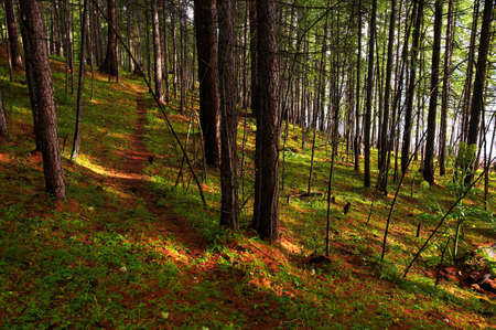 Footpath in the mountain pine forest