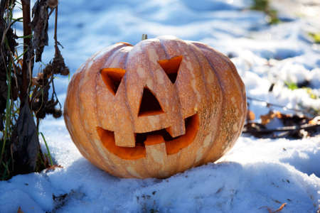 Halloween pumpkin on the snowの写真素材