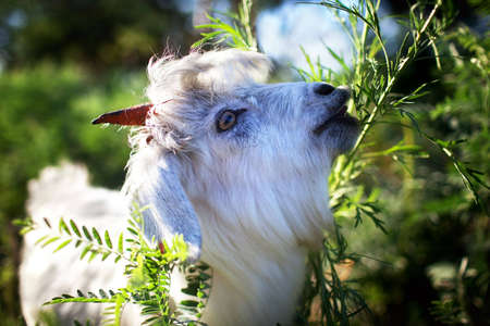 Young goatling eating the green grassの写真素材
