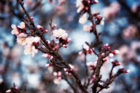 Flowers on wild apricot tree