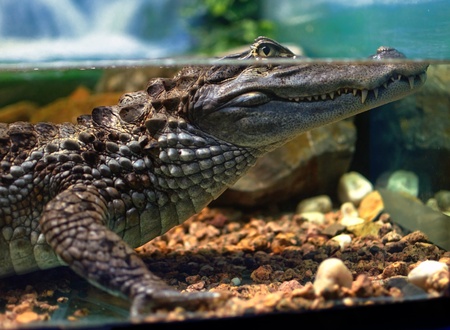 Cayman underwater in the aquariumの写真素材