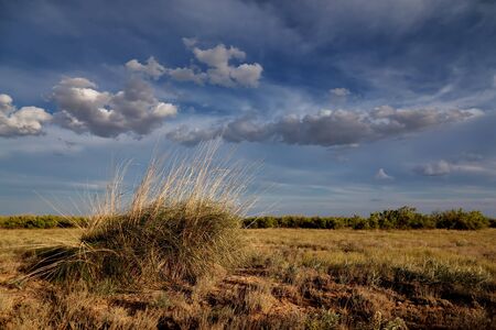 Spring in the steppes of Central Asia, Kazakhstan