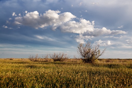 Spring in the steppes of Central Asia, Kazakhstan