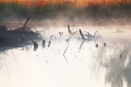 Dead trees and the mist in the lakeの写真素材