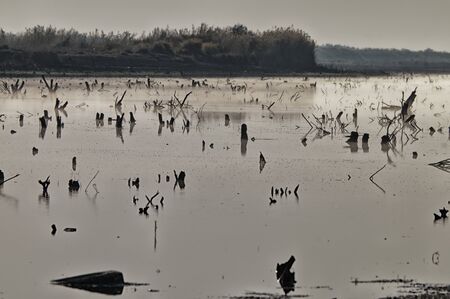 Dead trees and the mist in the swamp