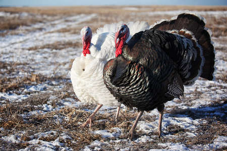 Black and white turkey in the winter fieldの写真素材