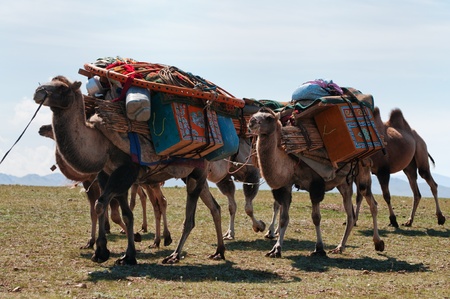 Caravan of camels transporting dismantled tent of Mongolian nomads to a new locationの写真素材