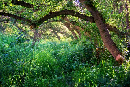 Summer forest and old footpath in the grass