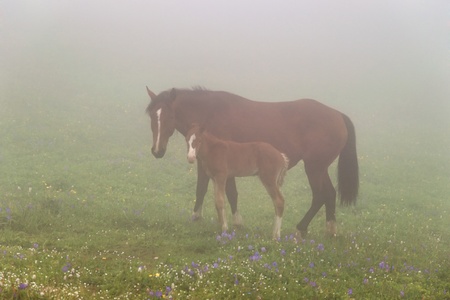 Horse and foal in the fogの写真素材