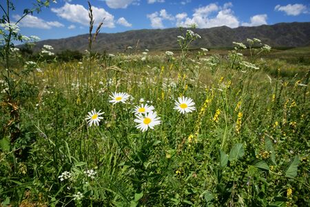 Blooming chamomile in a mountain meadowの写真素材