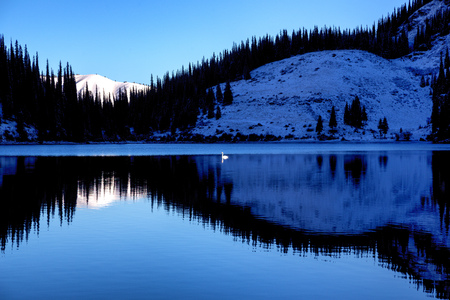Lonely swan after first snowfall on the mountain lake Kolsai, Kazakhstan