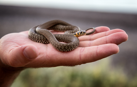 Small non-poisonous grass snake on the man's palm