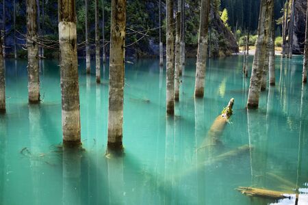 Dead trees in Lake Kaindy, Tien-Shan mountains, Kazakhstan, Central Asiaの写真素材