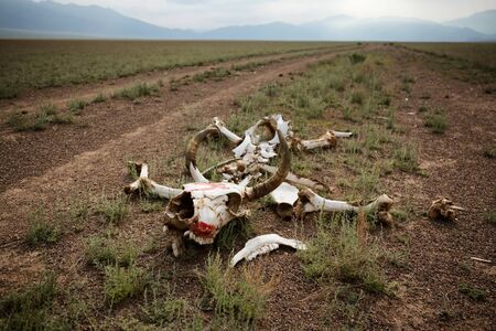 Skeleton of a cow on the road in the desert with a painted red arrowの写真素材
