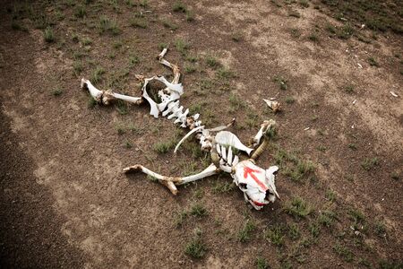 Skeleton of a cow on the road in the desert with a painted red arrowの写真素材