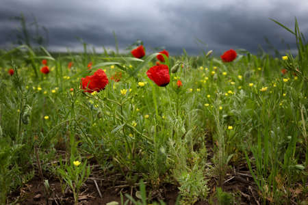 Poppies on a background of the storm skyの写真素材