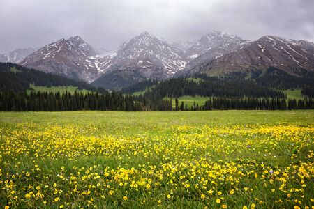 Yellow flowers in Tekes  river valley in Terskey Ala-Too mountain range,  Tian Shan mountains, Kazakhstan, Central Asiaの写真素材