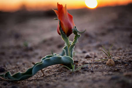 Wild Albert's Tulip (Tulipa alberti) in Betpak-Dala desert,  Kazakhstan, Central Asiaの写真素材