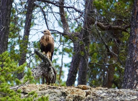 Lookout birdの写真素材