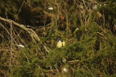 blue tit frontの写真素材