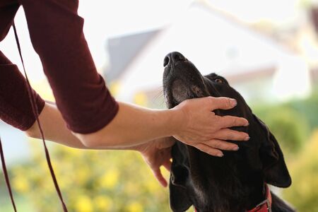 Woman strokes the dog on her headの写真素材