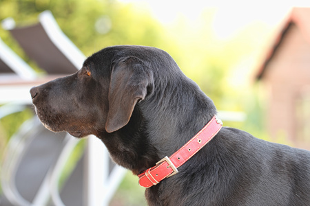 A big black dog is lookingの写真素材