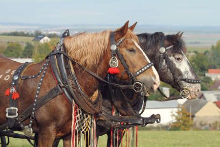 Two Horsesの写真素材