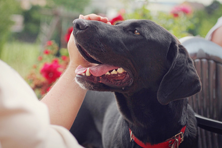 The man strokes the dog