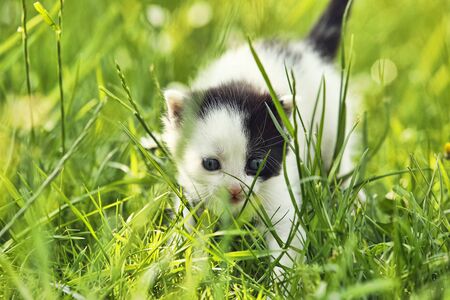 Little kitten goes in the grassの写真素材