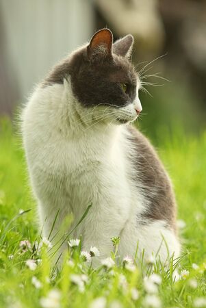 The cat in the grass in the garden is lookingの写真素材