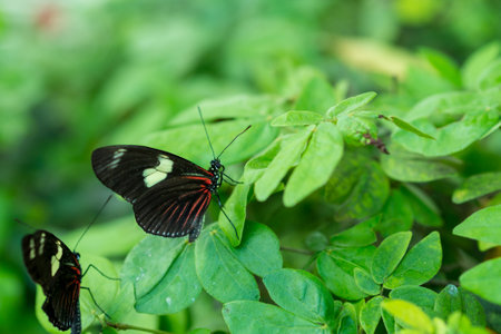 Beautiful tropical butterfly sitting on a plant.