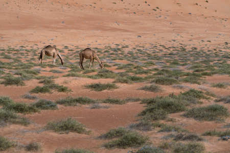 Two camels feeding on desert bushes under sand dune in the desert of Wahiba Sands, Oman. Majestic desert animals of Arabia.の写真素材