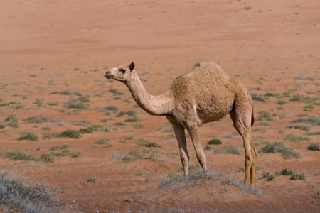 Camel under sand dune in the desert of Wahiba Sands, Oman. Majestic desert animals of Arabia.の写真素材