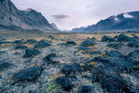 Stony, mossy floor of a remote arctic valley on summer evening. Wild nature of Akshayuk Pass, Baffin Island, Canada. Soft sky and dramatic cliffs.の写真素材
