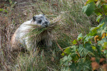 Cute yellow-bellies marmot with its mouth full of grass. Marmota flaviventris in its natural habitat...