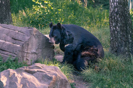 Asian black bear, Ursus thibetanus, resting in the shade of tress by big boulder. Also known as moon or white-chested bear, medium-sized species native to Asia.の写真素材