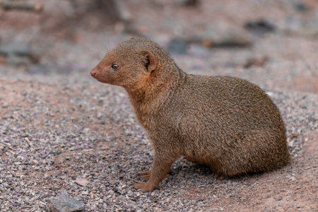 Cute common dwarf mongoose, Helogale parvula, on a sandy ground. Mongoose species native to Angola, northern Namibia, KwaZulu-Natal in South Africa, Zambia and East Africa.の写真素材