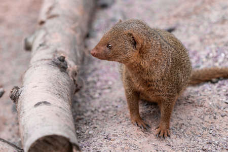 Cute common dwarf mongoose, Helogale parvula, on a sandy ground. Mongoose species native to Angola, northern Namibia, KwaZulu-Natal in South Africa, Zambia and East Africa.の写真素材
