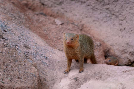 Cute common dwarf mongoose, Helogale parvula, on a sandy ground. Mongoose species native to Angola, northern Namibia, KwaZulu-Natal in South Africa, Zambia and East Africa.の写真素材