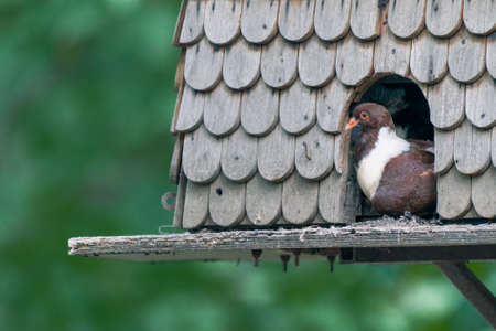 Brown and white domestic pigeon, Columba livia domestica, sitting in entrance to wooden pigeion house with green background.の写真素材