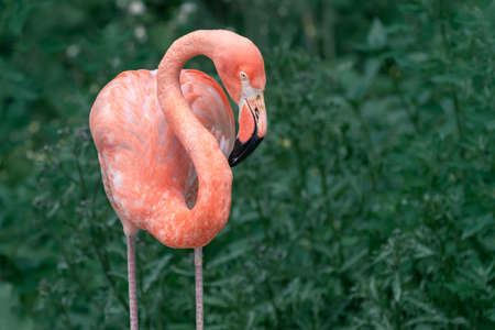 Detail of American flamingo, Phoenicopterus ruber, with its silhouette clearly cut against darker background. The only flamingo that naturally inhabits North America.の写真素材