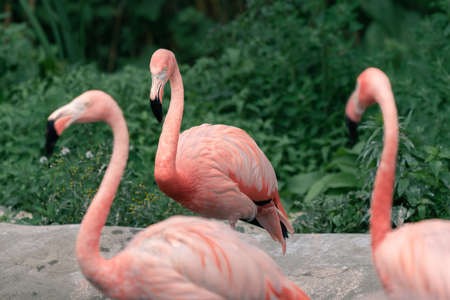 Three American flamingos, Phoenicopterus ruber, focused on the one of them, with its silhouette clearly cut against darker backgeound. The only flamingo that naturally inhabits North America.の写真素材
