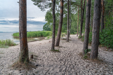 Pine forest close to Jastarnia, Poland, with Baltic sea visible on the left. Sandy ground on a cloudy day of northern summer.の写真素材