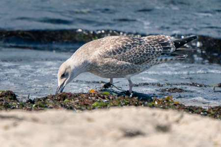 Juvenile European herring gull, Larus argentatus, sitting on a beach with a ocean tide in background, feeding on sea weeds washed ashore. Shore bird in its natural habitat. Baltic wildlife.の写真素材
