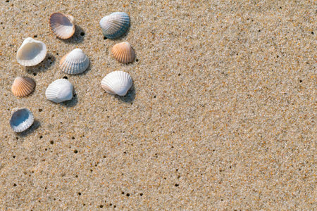 Closeup of small sea shells lying on a wet beach sand made even by ocean tide. Summer seaside holiday concept. Vacation at the beach. Relax during summer holiday.の写真素材