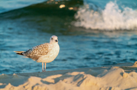 Juvenile European herring gull, Larus argentatus, sitting on a beach with a ocean tide coming close in the background in golden hour light. Shore bird in its natural habitat. Baltic wildlife.の写真素材