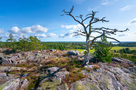 Beautiful dead tree in the middle of Segersgarde nature reservation in Sweden. Beautiful summer day in picturesque landscape of southern Sweden countryside.の写真素材