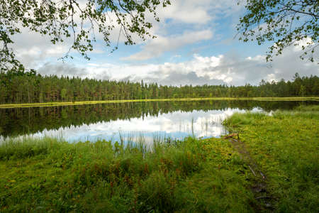 Wide low angle shot of calm lake surrounded by trees in Sweden on a summer day. Trees, grass and sky reflecting in water surface. Swedish landscape and nature.の写真素材